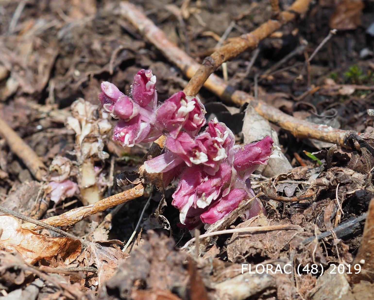 Toothwort